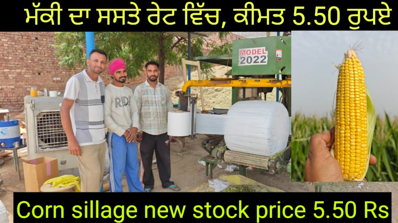 Corn Silage at low price 5.50 rs per kg, ਮੱਕੀ ਦਾ ਅਚਾਰ ਘੱਟ ਰੇਟ 'ਤੇ