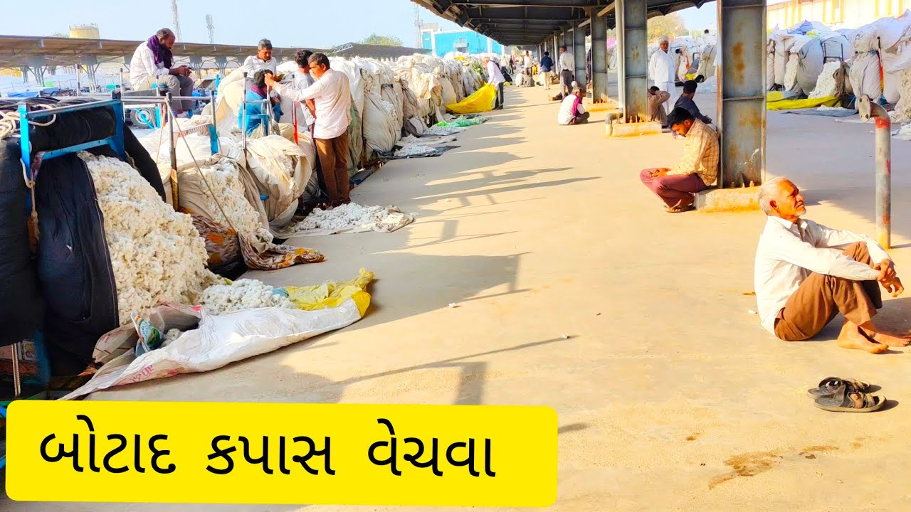 રામ ને સિતારામ બધાં ને 🖐️🖐️ 😱😱બોટાદ કપાસ વેચવા 😱😱 Timbal Premajibhai ની ચેનલ ને સસ્ક્રાઇબ કરજો 👍😱😱