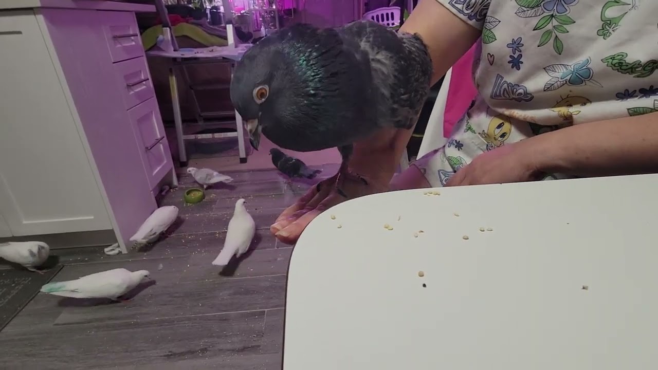 Птица ест за столом и стучит руками.