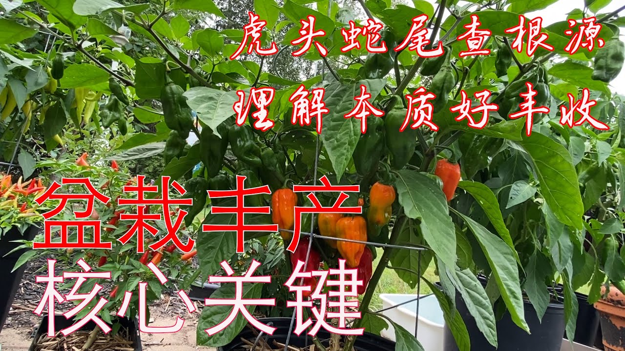 【渔耕笔记】盆栽种植 阳台菜园实现高产的核心关键 种菜小白也能成功 How to succeed in Container Gardening