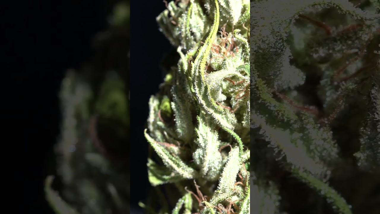 Tropicana Cookies &ndash;  Dried & Cured