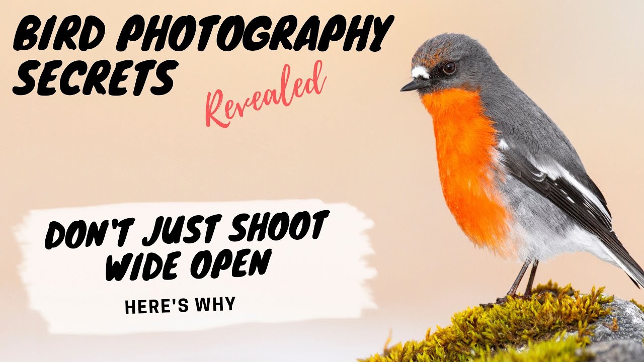Shooting Wide Open Is A Big Mistake! Here's Why - Bird Photography Secrets Revealed