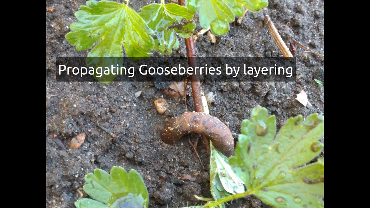 Propagating Gooseberry plants