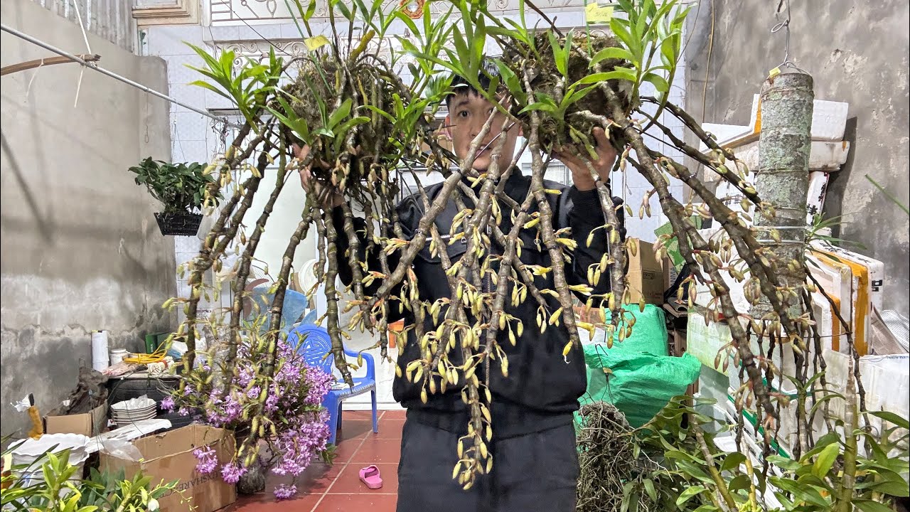 (14/3) EM HUYỀN LAI CHÂU BÁN PHONG LAN RỪNG THUẦN 0855402333