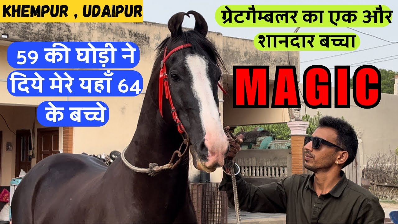STALLION:- MAGIC || उदयपुर का एक और नगीना स्टैलियन मैजिक खेमपूर (88903 00186)Choudhary stud farm