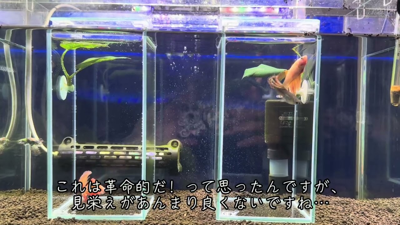 水槽に水槽入れてみたら