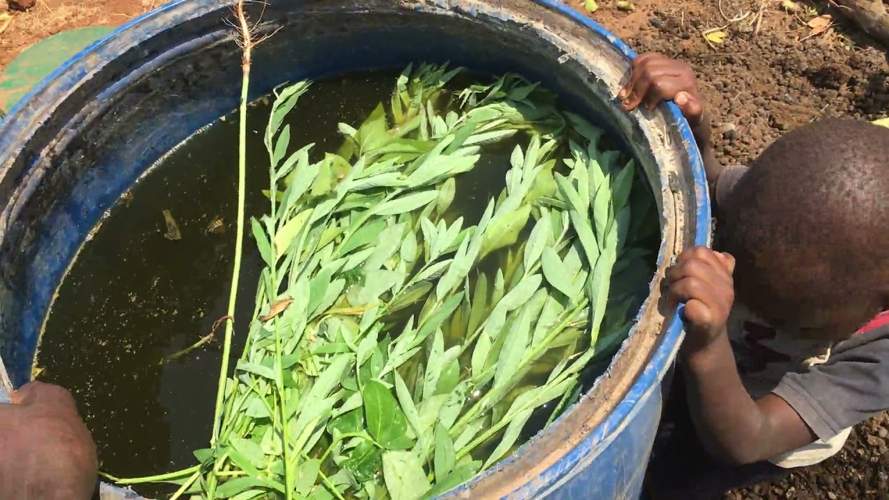 Making Organic Fertilizer