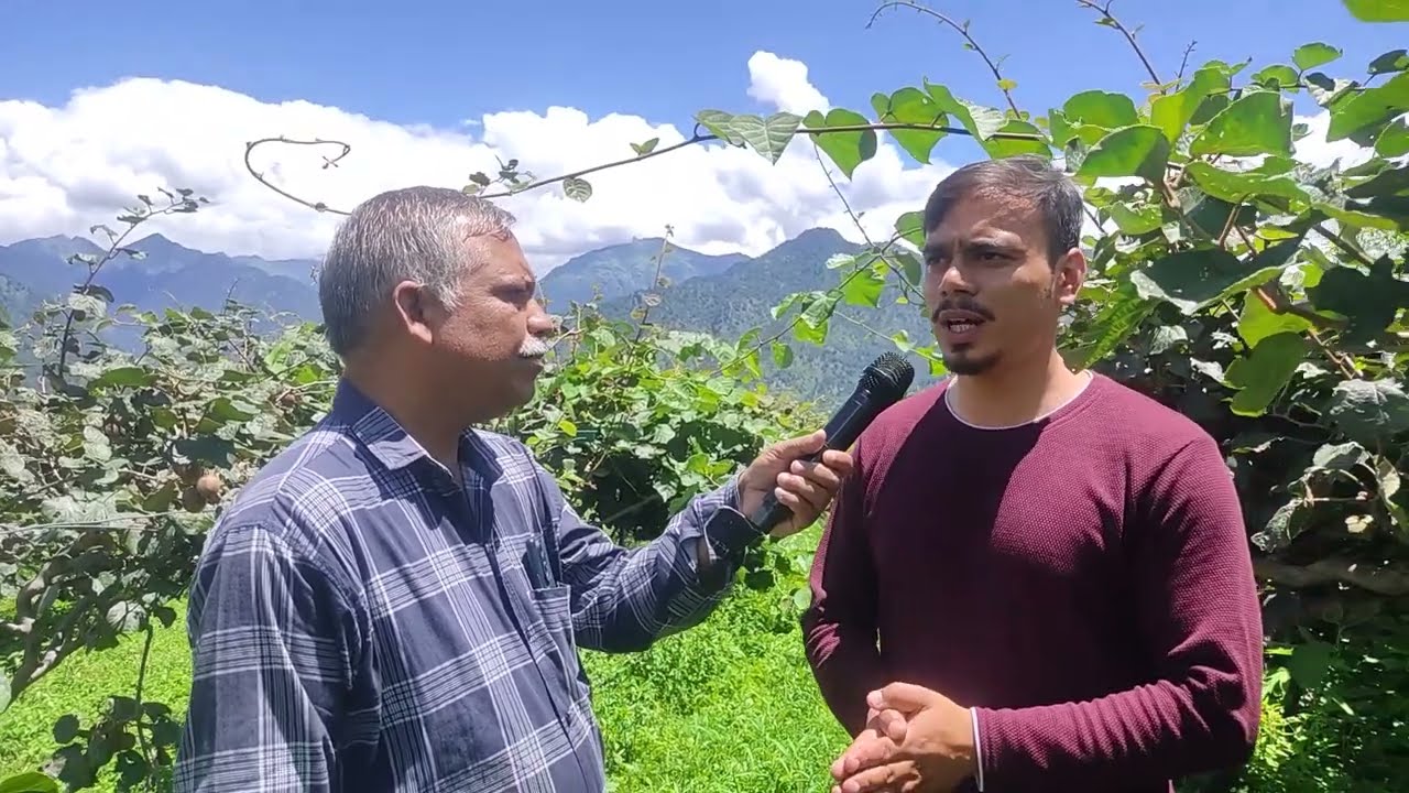 कीवी लगाने के इस तरीके से लाखों कमाओगे/ Profitable Kiwi farming/ kiwi fruit