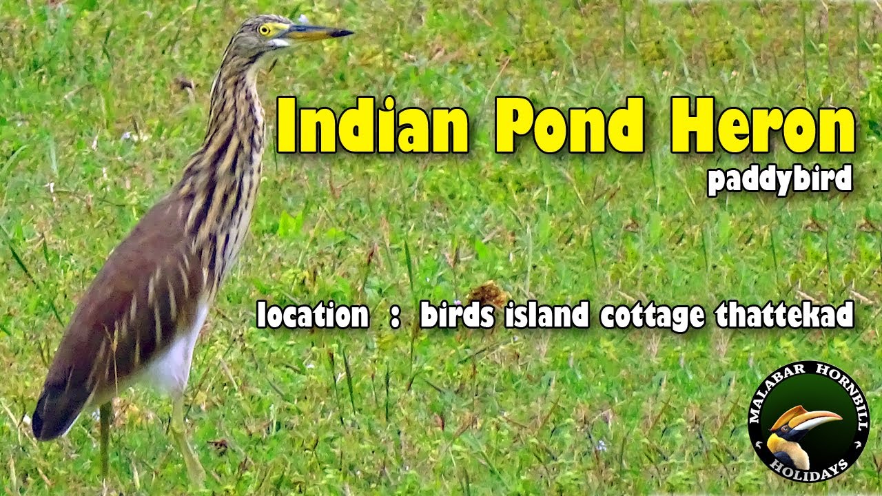 Indian pond heron |  Water bird | birds island cottage thattekad | bird watching #birdwatching #bird