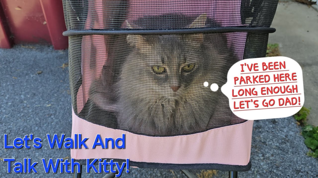 Let's Walk And Talk With Kitty! 😺 Beautiful Day For A Walk!🚶‍♂️I Need The Exercise! Lol! 🤭🤣