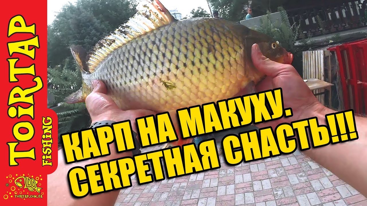 МАКУШАТНИК! ЛОВЛЯ КАРПА!  Советы начинающим рыбакам!!!