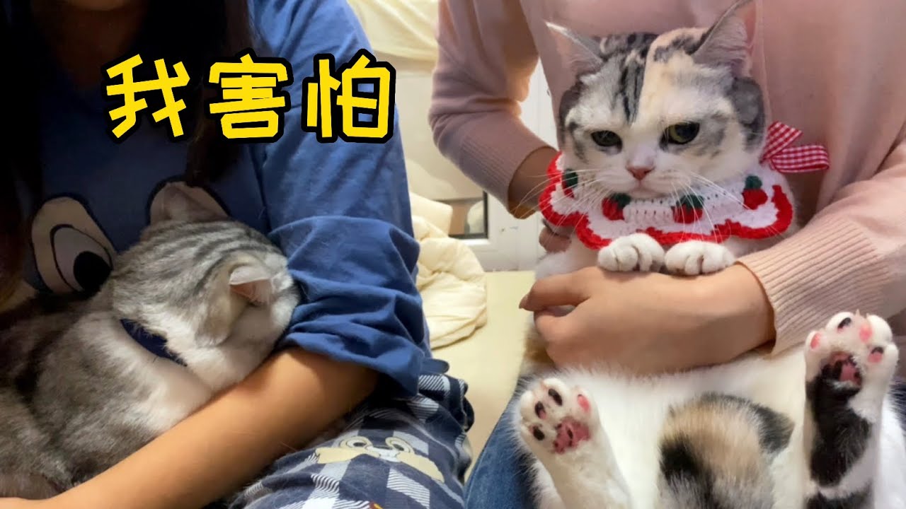 离谱！可爱小母猫来我家相亲，状况百出，我家公猫都吓懵了