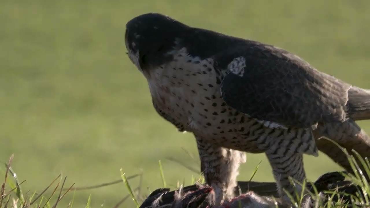 Johanna; Peregrine falcon, Chris Rea cover