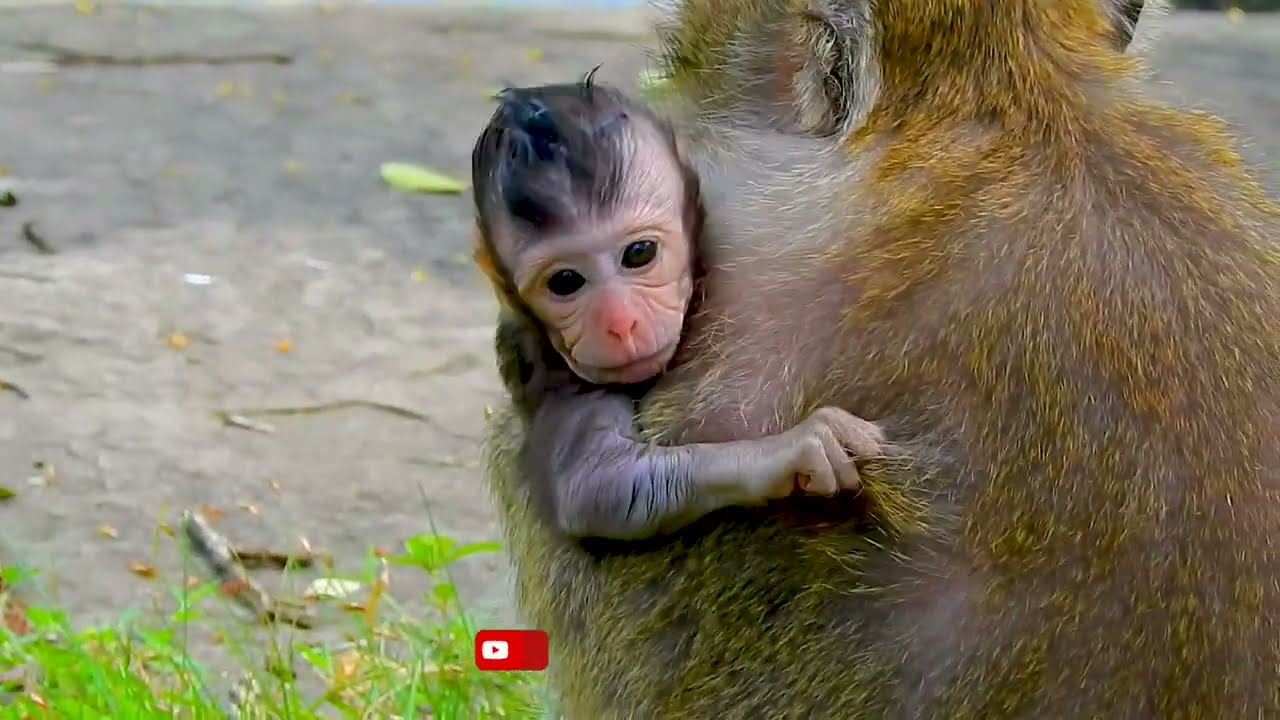 Cute Baby Tia S_adness for Asking Milk Old Mum