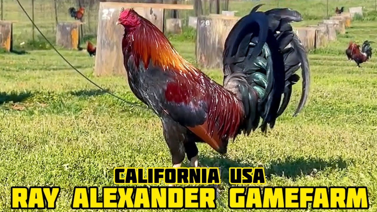 Griffin Claret - Ray Alexander Gamefarm