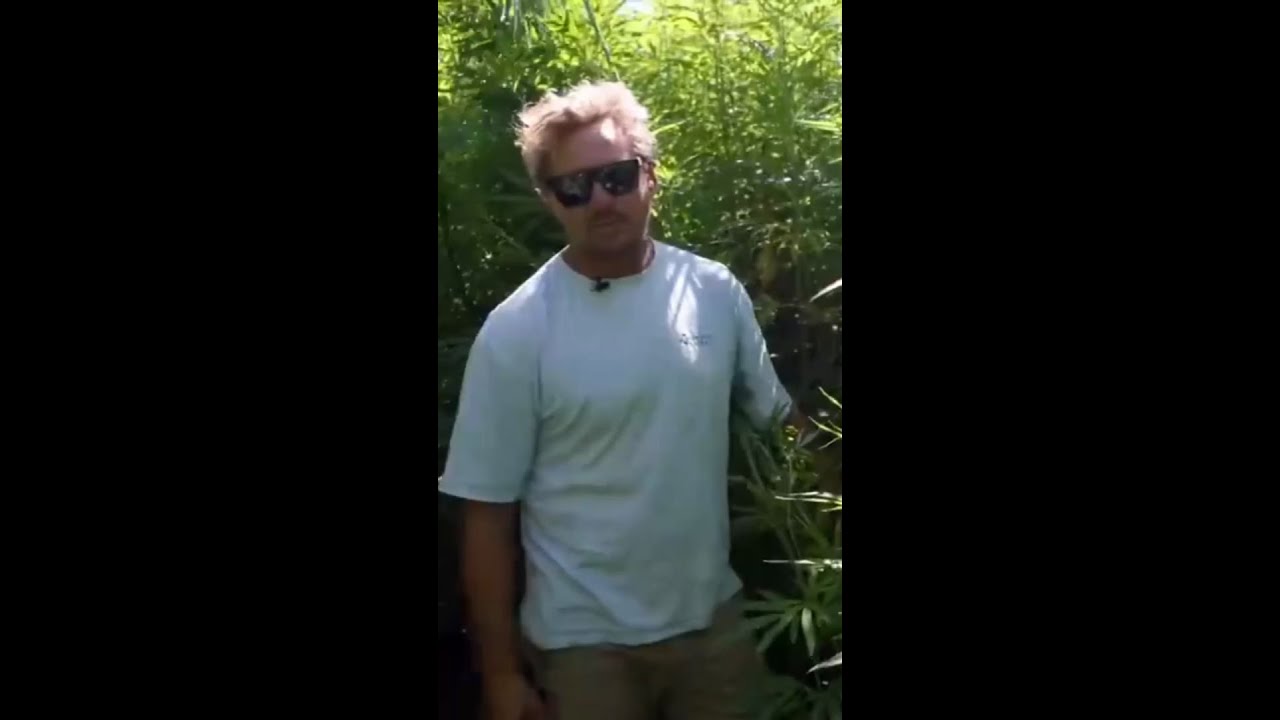 With Hemp - You can make some really good money as farmer 💰
