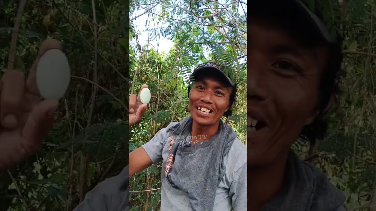 Harvest Time Season Nila Ngayon 