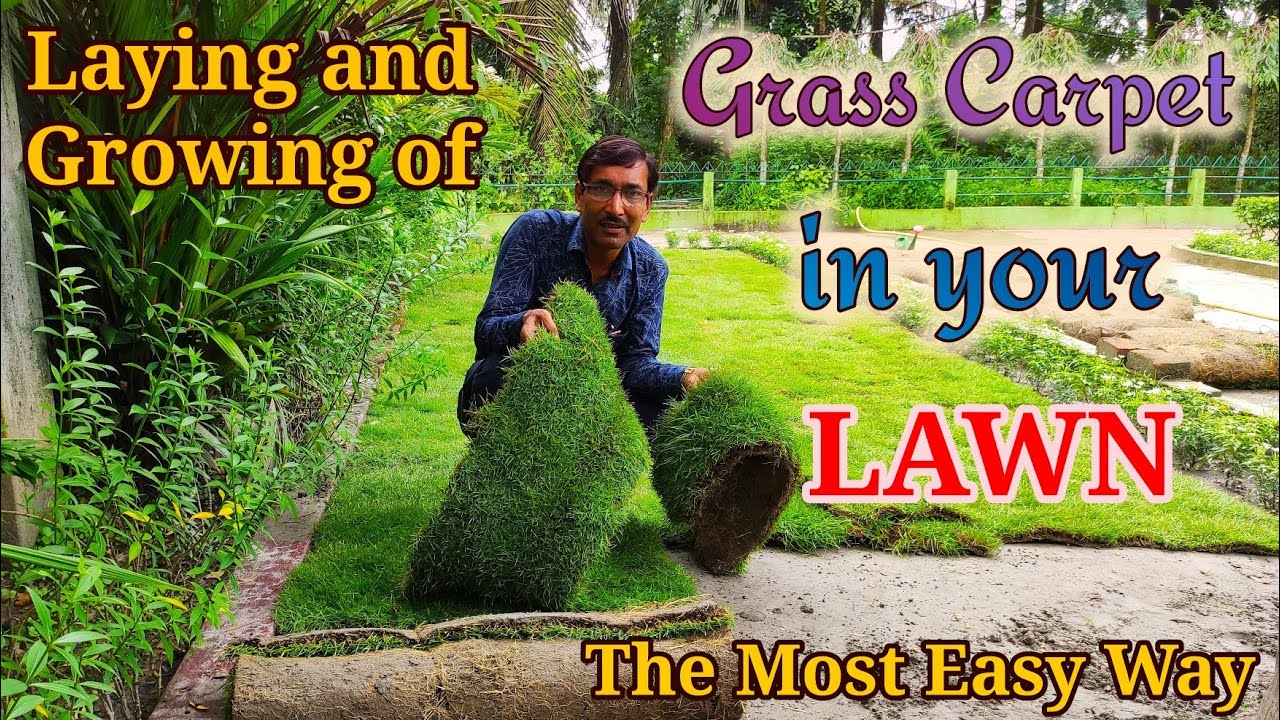 Growing and Laying of Grass Carpet in a Lawn