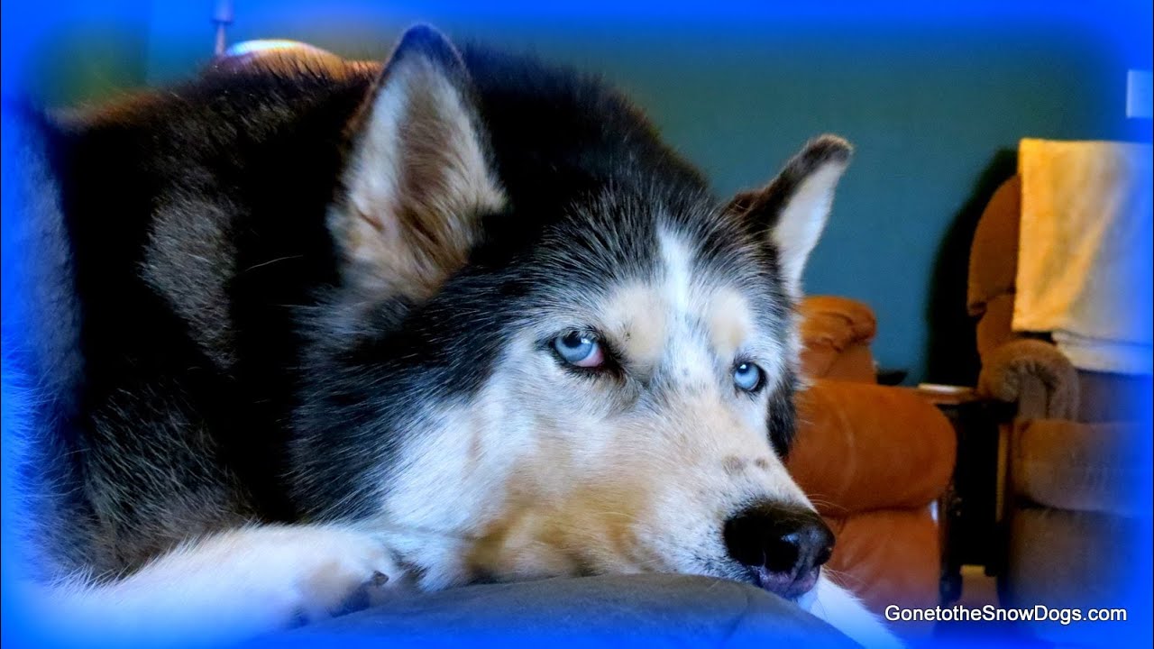 Are Huskies a lot of work? Are they hard to care for? Fan Friday 129