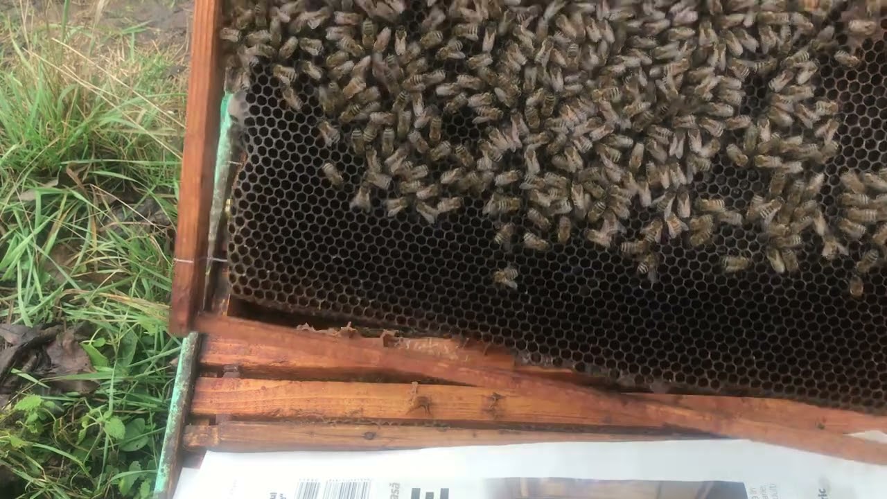 Unificare stup orfan,stup fara matca si pun turta de miere