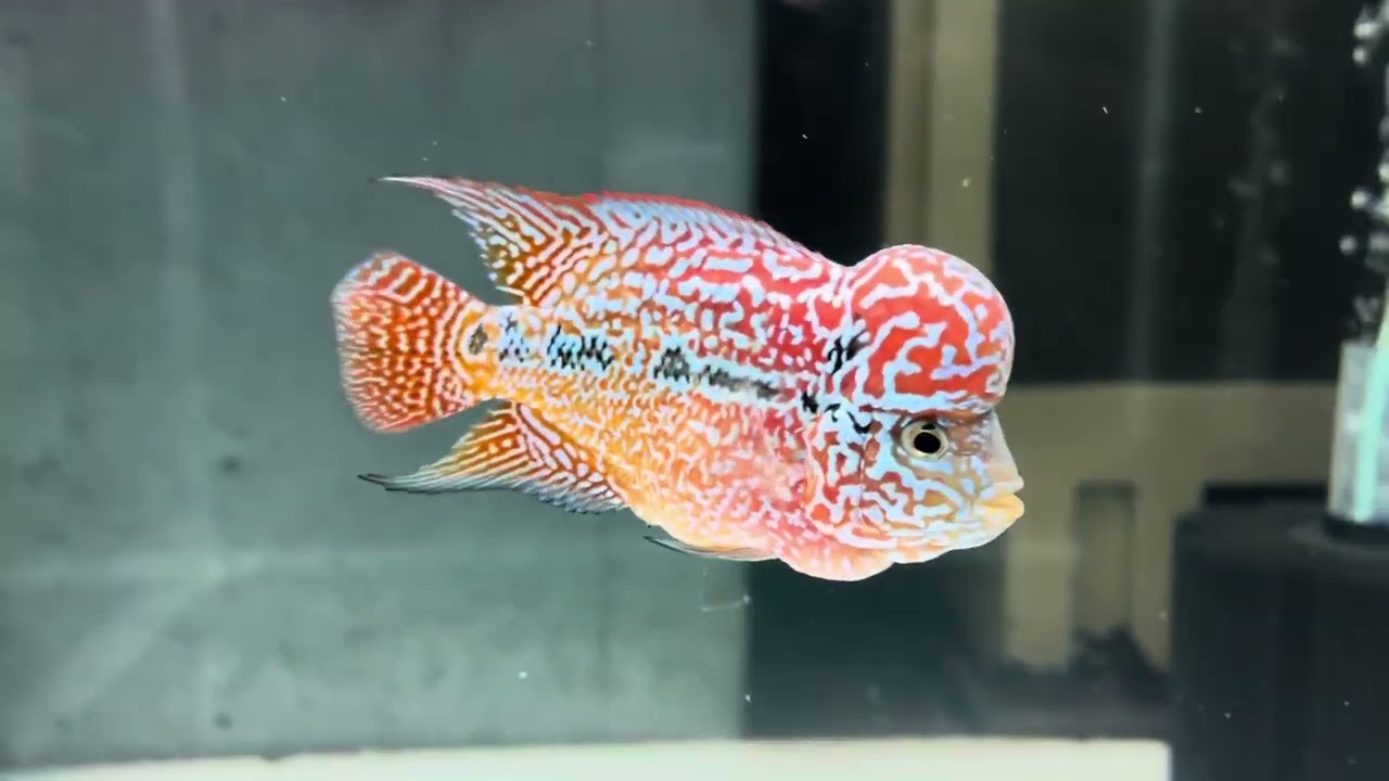 KML F4 dual tone  flowerhorn fish￼