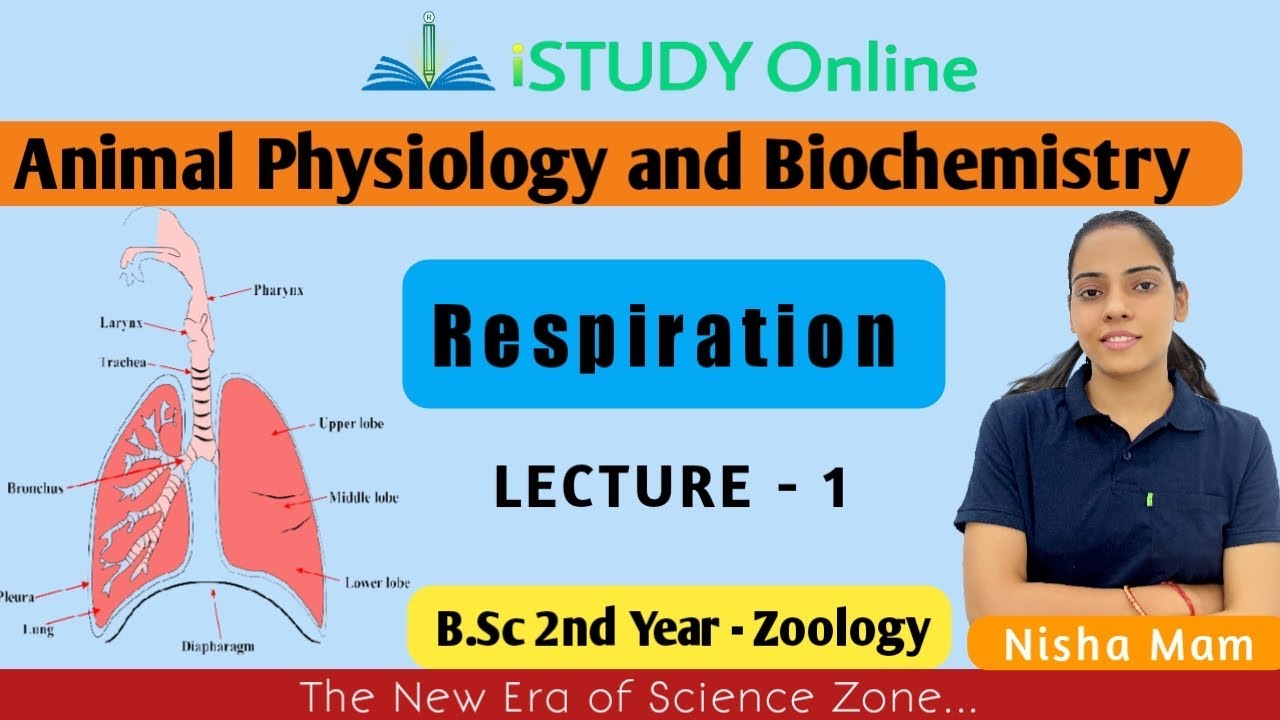 Respiration | lect-1 | Animal Physiology and Biochemistry |Zoology | B.Sc 2nd Year | iSTUDY Online