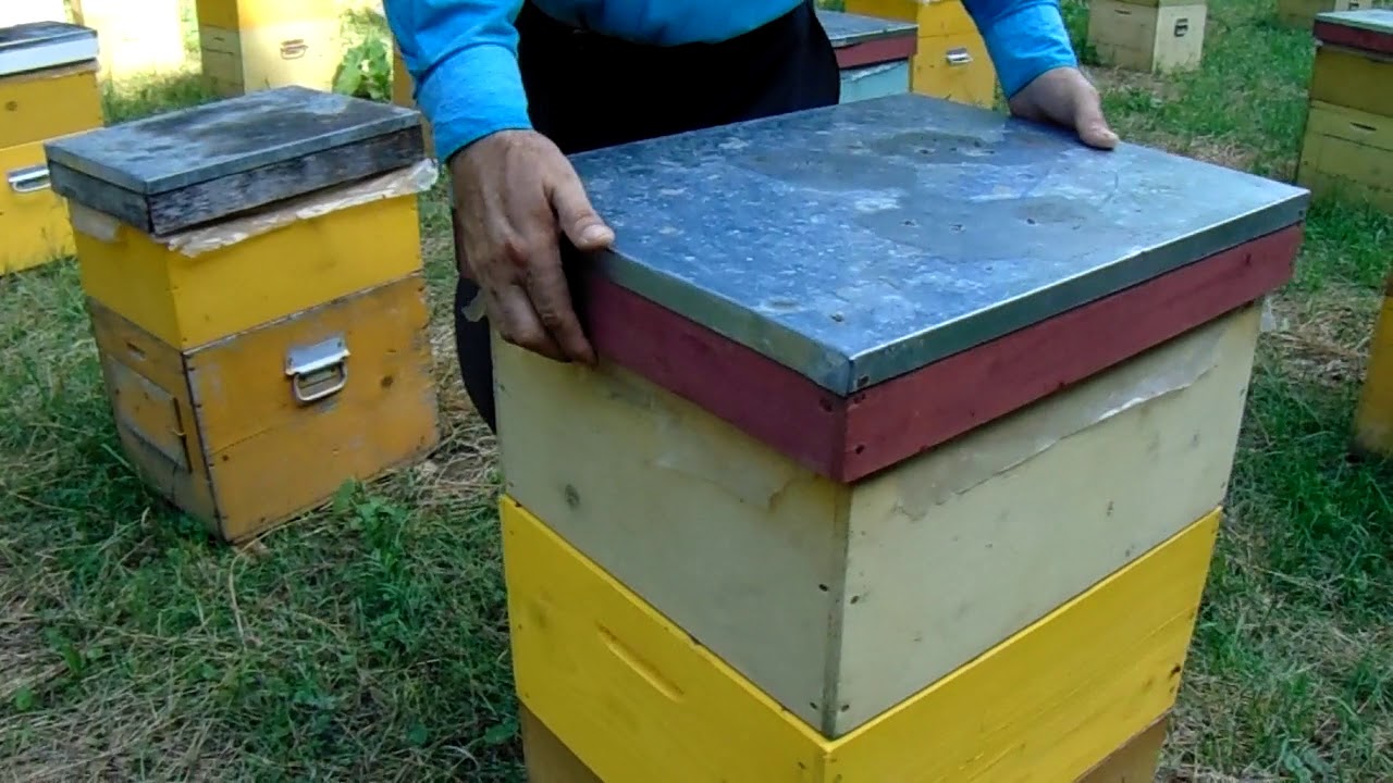 In plin cules la tei