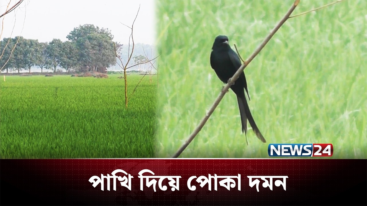 পাখি দিয়ে পোকা দমন, কমছে কীটনাশকের ব্যবহার | Agriculture | NEWS24
