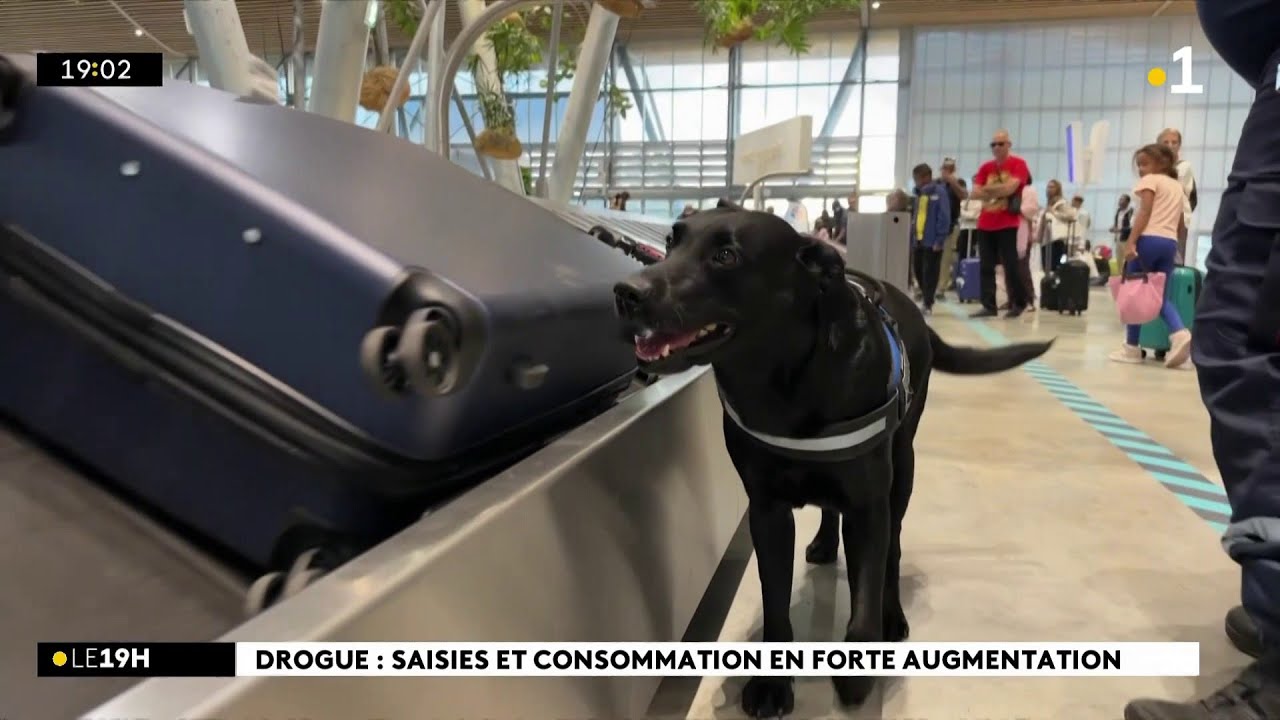 Les saisies de stupéfiants augmentent encore à La Réunion en 2024