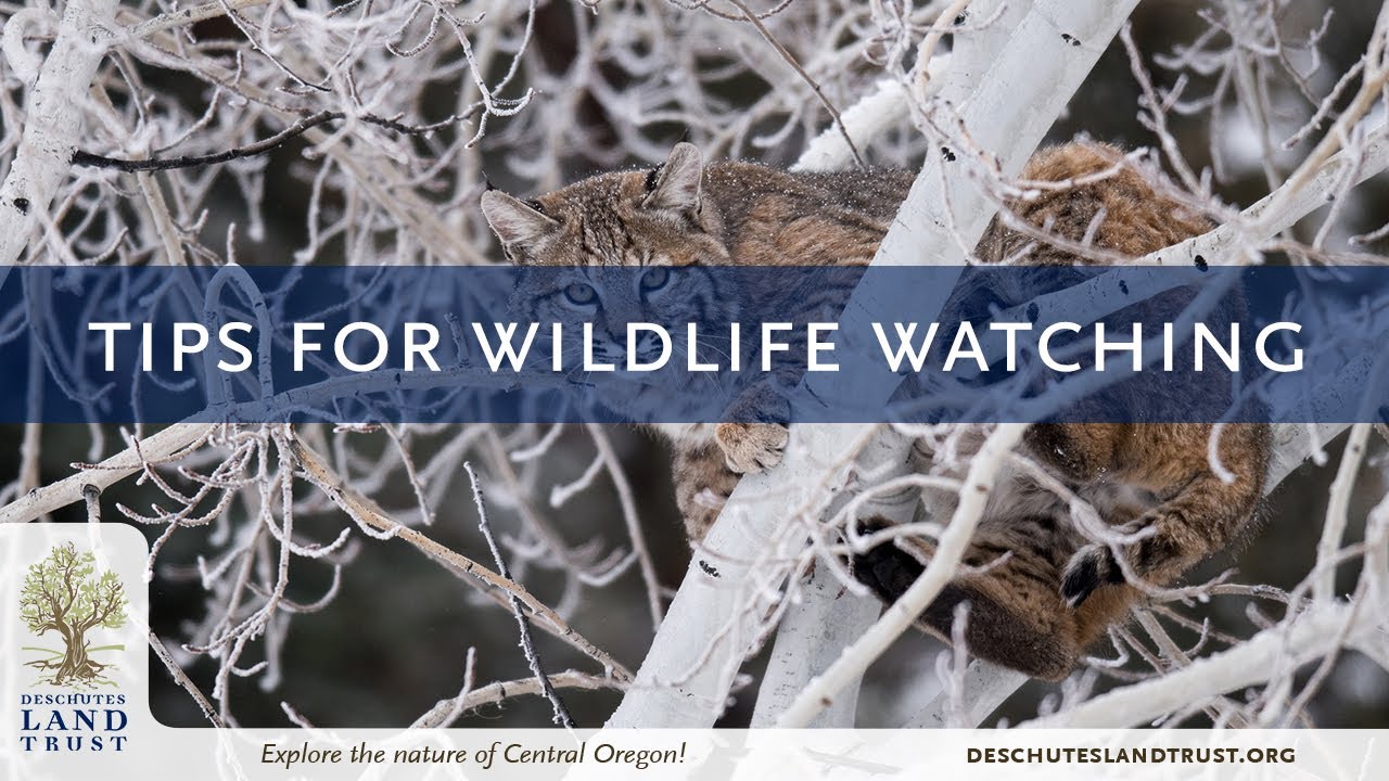 Tips for Wildlife Watching
