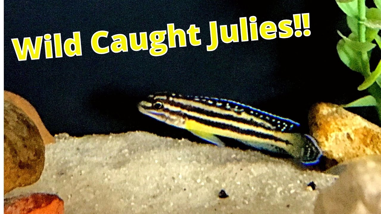 Wild Caught Julidochromis Marksmithi Kipili