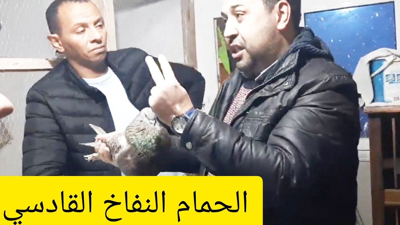 خاص بأصحاب الحمام النفاخ القادسي في الجزائر و المغرب العربي