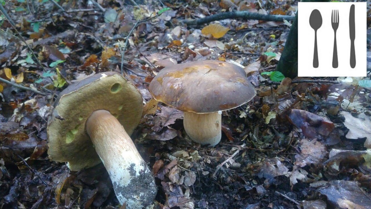 Borowik ciemnobrązowy&nbsp;(Boletus aereus) Ponidzie 13.09.2017
