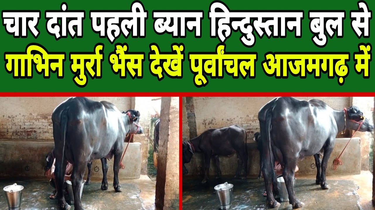 1st lactation 4teeth buffalo | hindustan bull | dairy farm azamgarh up | dairy farm Karnal Haryana