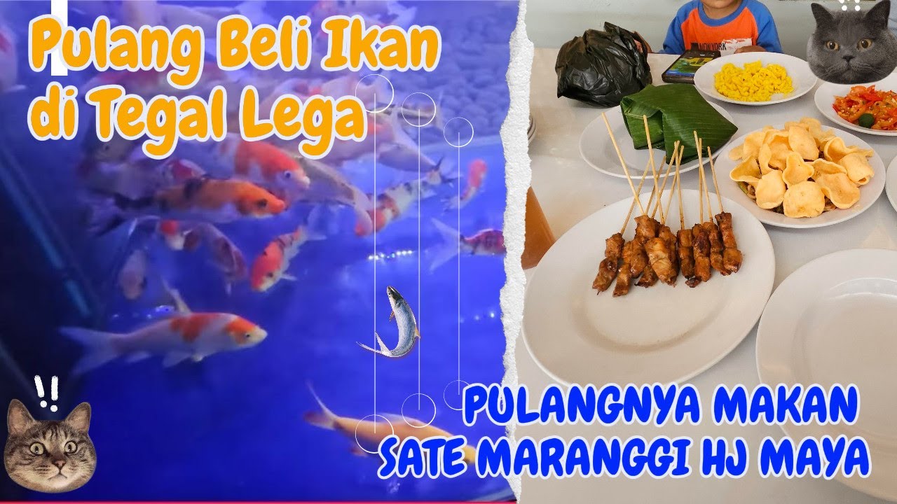 Beli Ikan Hias di Tegal Lega & Lanjutan Makan Sate Maranggi Haji Maya