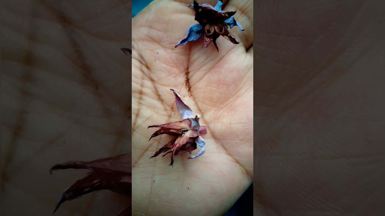 c&oacute;mo retirar semilla de la echeveria?..#echeveria #echeverias #plants #plantas #puebla #mexico