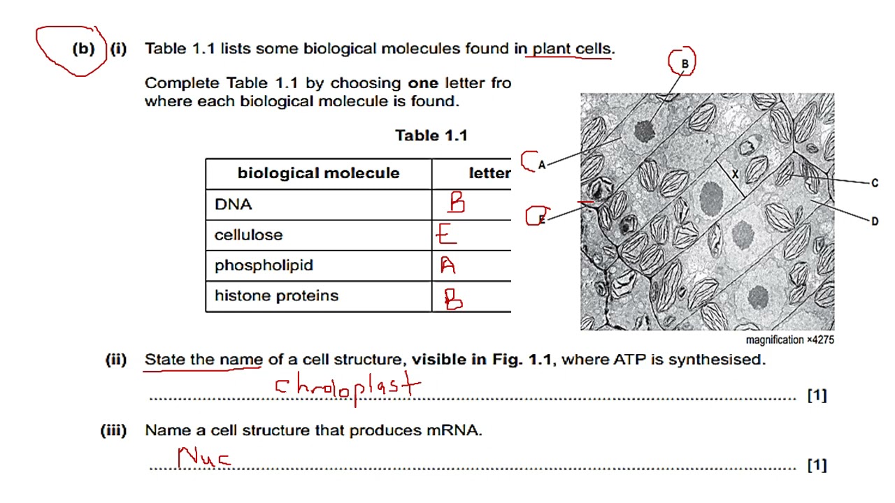Solved: May/June 2021 Paper 2, Variant 1