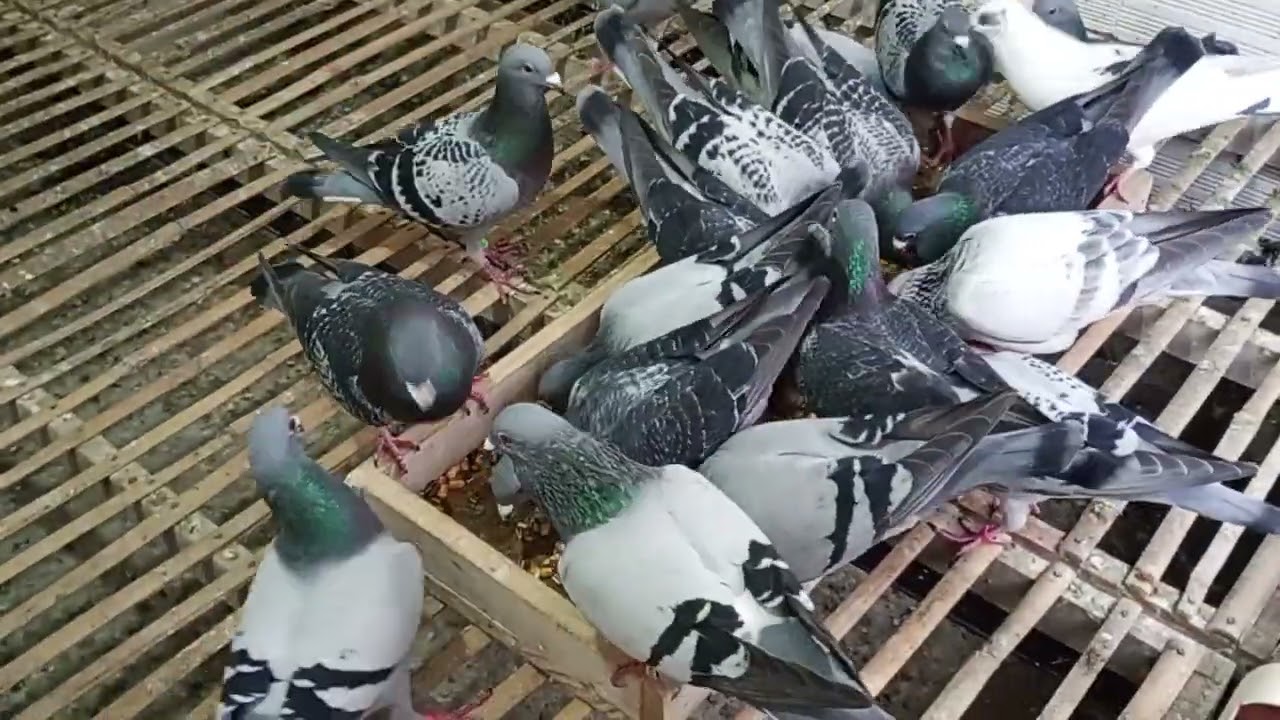 Tratamento da ponbada