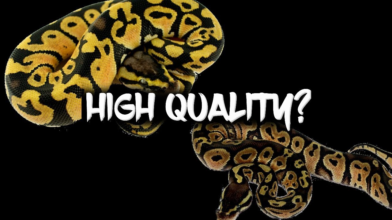 High quality vs. low quality ball pythons