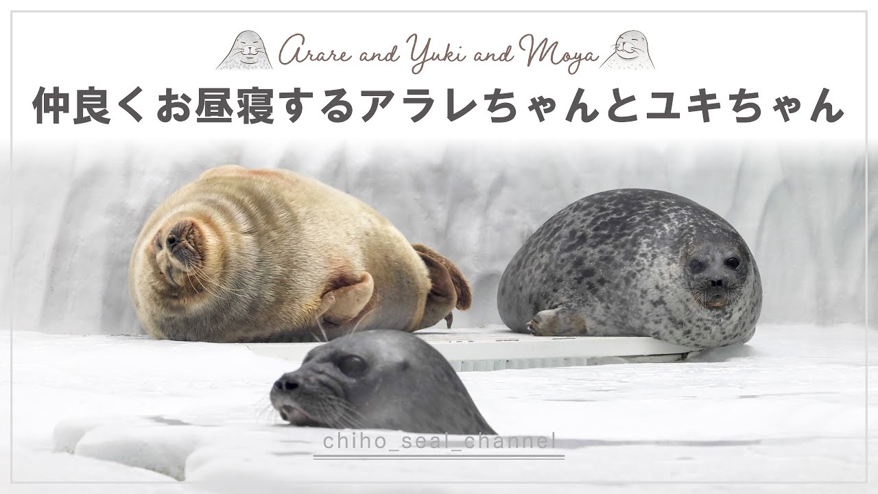 【まるすぎるアザラシ】仲良くお昼寝するアラレちゃんとユキちゃん（Ringed seal / Arare and Yuki and Moya）