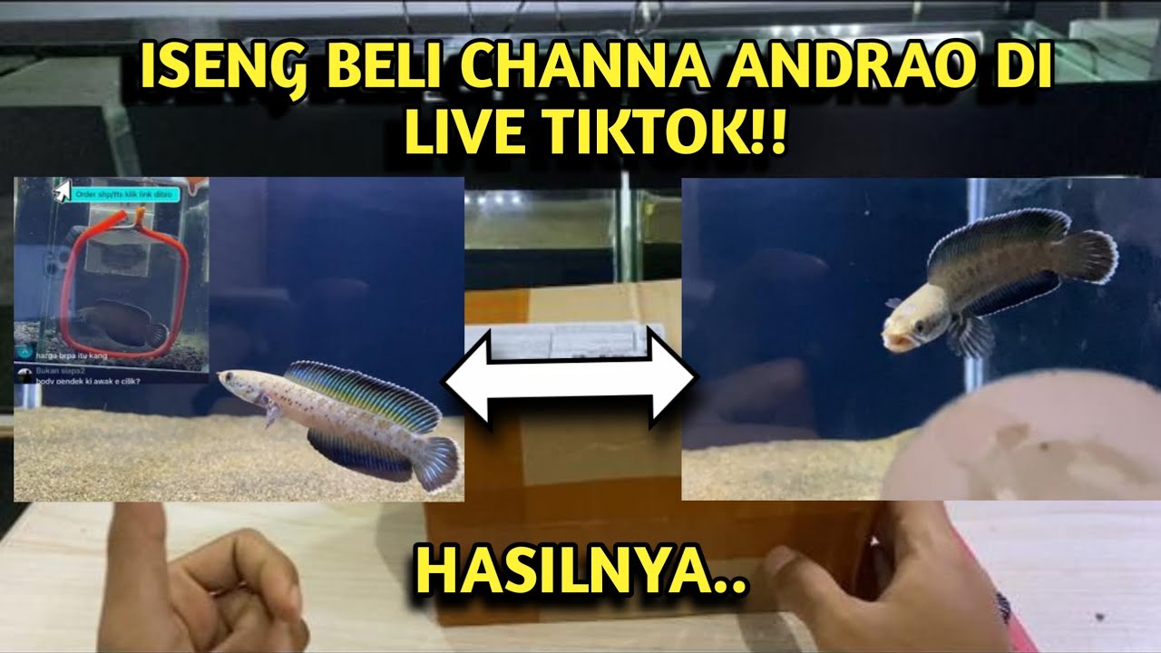 MENARIKK ! | Unboxing Channa Andrao Beli Dari Live Tiktok!!