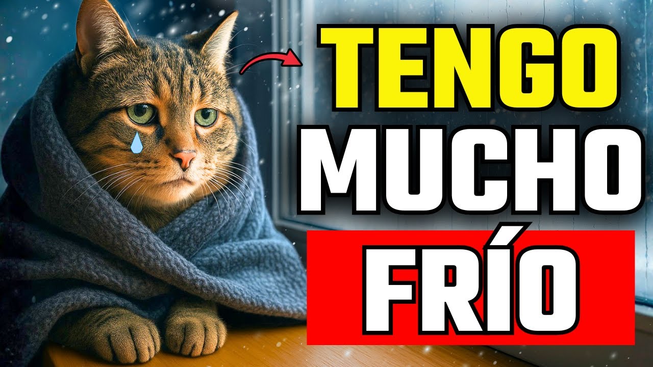 90% de los dueños cometen ESTOS errores en invierno, y los gatos sufren en silencio…