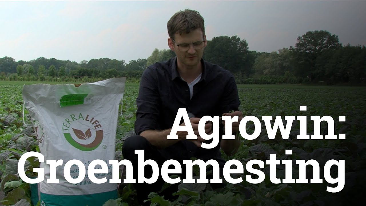 Agrowin Groenbemesting - Krb.