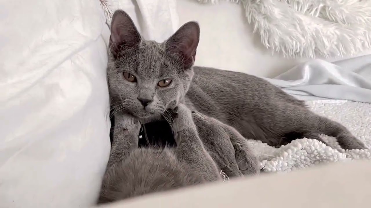 Chartreux kittens washing each other