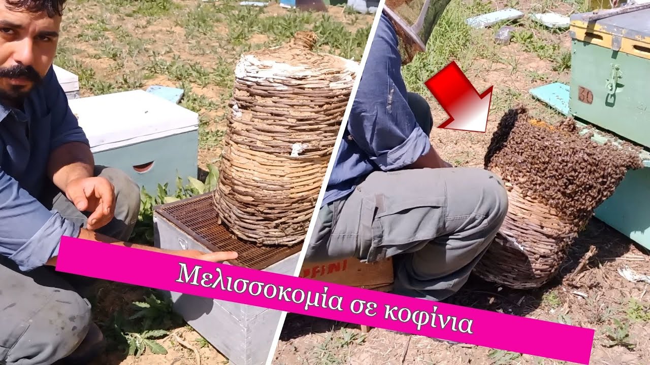 Μελισσοκομία μιας άλλης εποχής-Μεταγγιση ΚΟΦΙΝΙΟΥ | Μελισσοκομία 2022 | Το ΚοΦινΙ