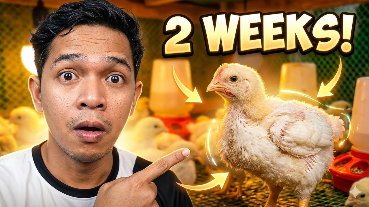 2 WEEKS OLD BROILER CHICKEN UPDATE 