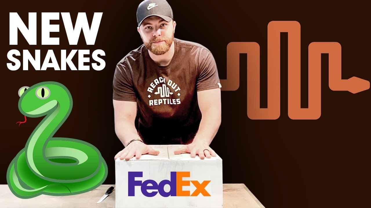 Огромная распаковка суперкарликового сетчатого рептилии! (Reach Out Reptiles)