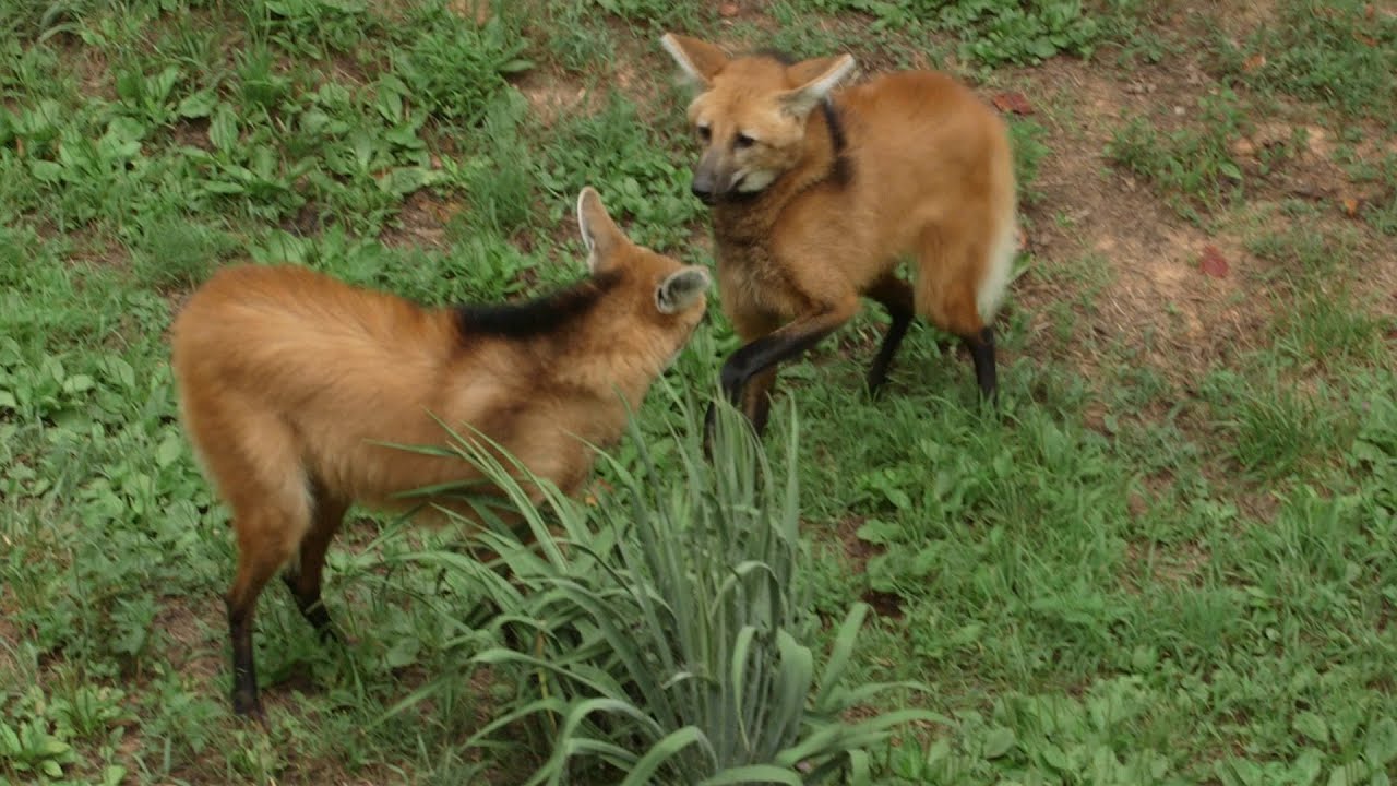 Maned Wolves | NC Now | UNC-TV