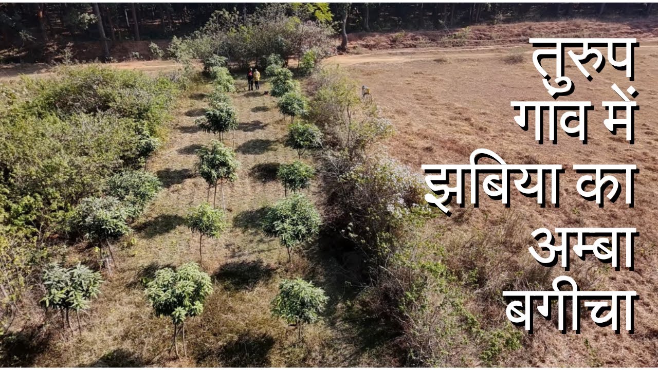 Turup gaon me Jhabia ka Amba Bagicha