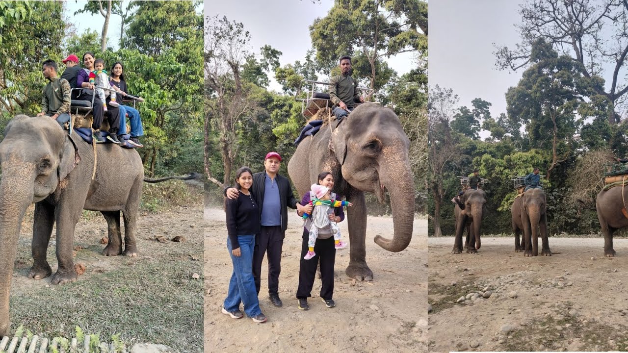 “জলদাপাড়া হলং জঙ্গলের রোমাঞ্চ! 🦏🌿 । এই অ্যাডভেঞ্চারের 🦚সুন্দরতা দেখে নেওয়া যাক জলদাপাড়া ভ্লগে!”